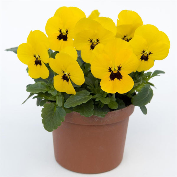 Viola Bedding Plants Yellow Blotch 6 Pack Garden Ready Plants