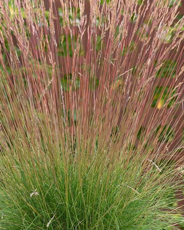 Festuca Grass Plant - Sunrise in a 13cm Pot - Ornamental Grass Plant