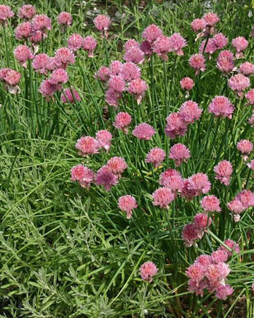 Chives Plant in a 13cm pot Garden Ready Herb Plant