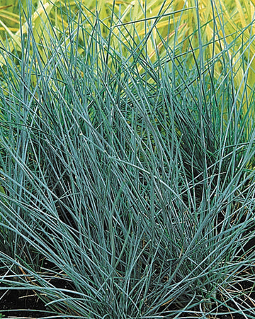 Festuca Grass Plant - Glauca Azure in a 13cm Pot - Ornamental Grass Plant
