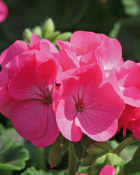 Geranium Plants Rose Pink - 6 Pack Bedding Plants