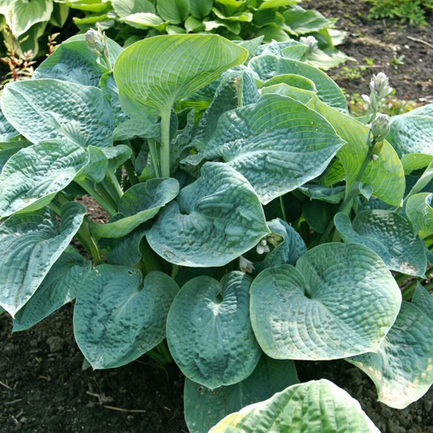 Plant Bio Facts background image