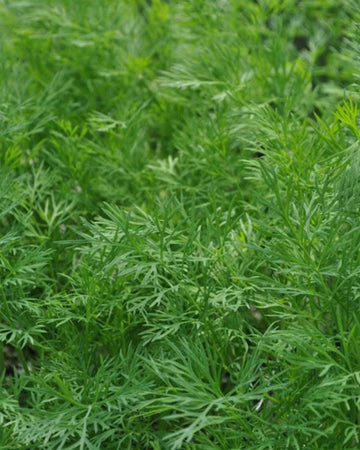 Dill Plant in a 13cm Pot Garden Ready Herb Plant