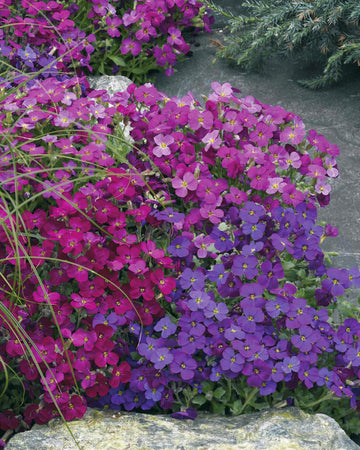 Aubrieta Perennial Plant Mixed Colours -  6 pack of Garden Ready Plants