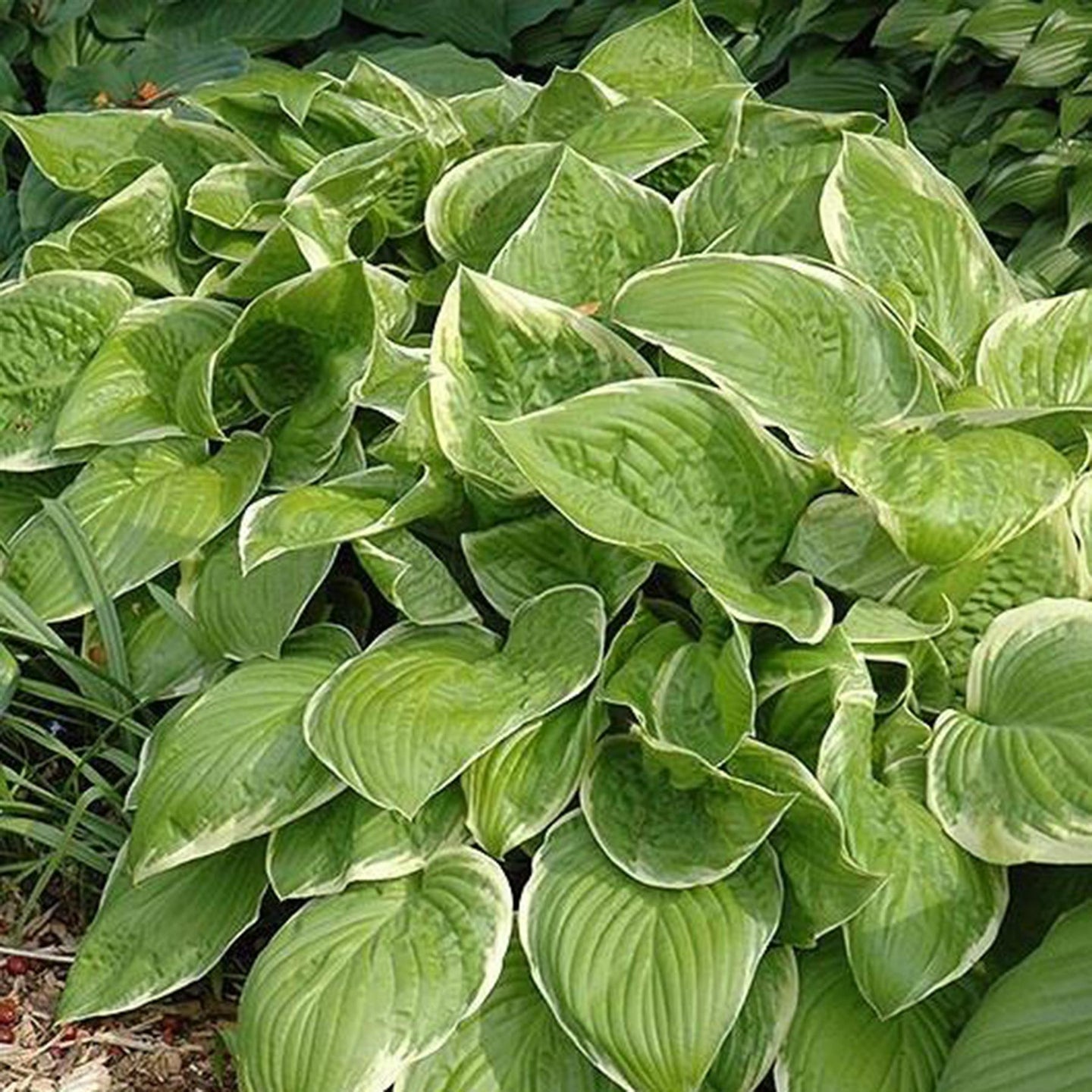 Plant Bio Facts background image