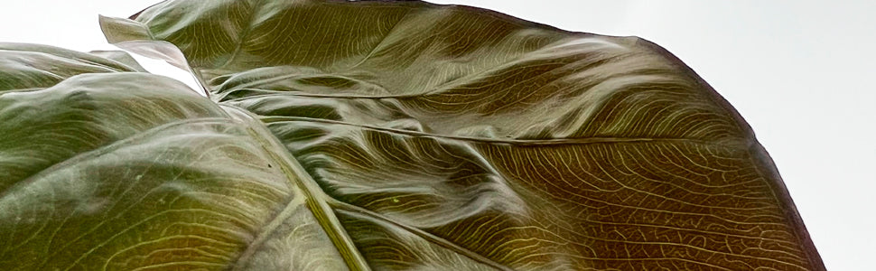 Plant Bio Facts background image