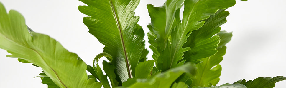 Plant Bio Facts background image