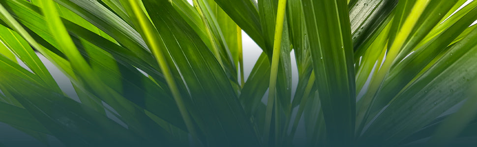 Plant Bio Facts background image