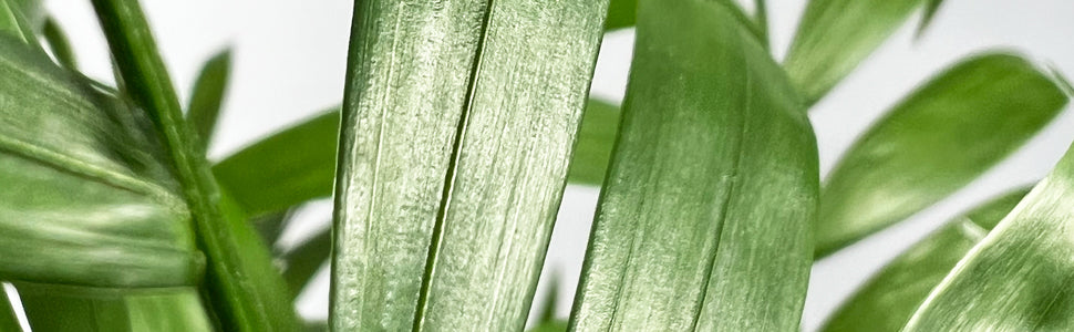 Plant Bio Facts background image