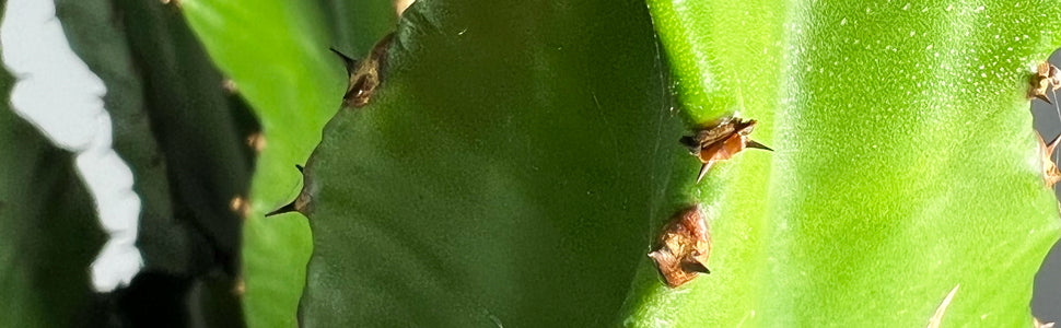 Plant Bio Facts background image