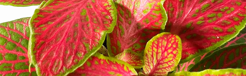 Plant Bio Facts background image