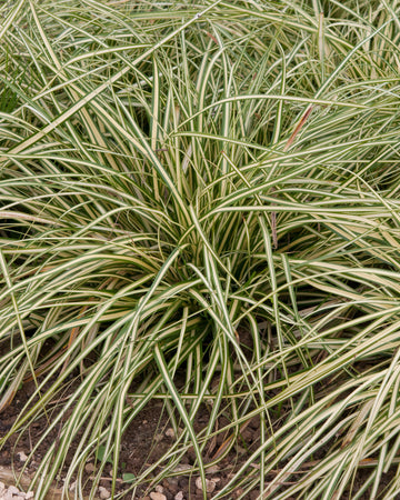 Carex Grass Plant - Oshimensis Evergold in a 17cm Pot - Garden Ready Ornamental Grass