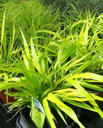 Hakonechloa Grass Plant - Macra All Gold in a 17cm Pot - Garden Ready Ornamental Grass