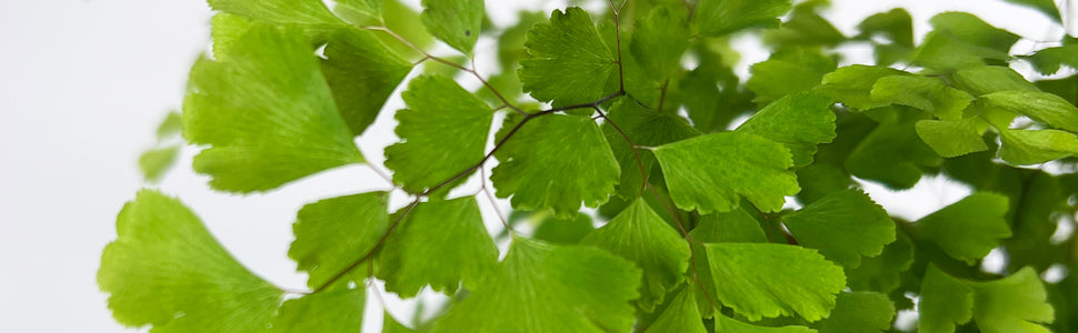 Plant Bio Facts background image