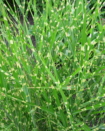 Miscanthus Grass Plant - Sinensis Strictus in a 17cm pot - Hardy Ornamental Grass