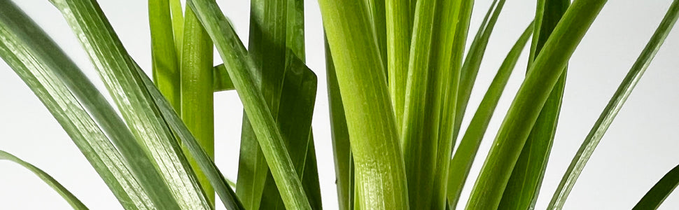 Plant Bio Facts background image