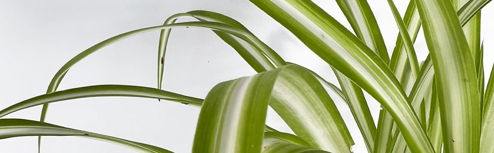 Plant Bio Facts background image