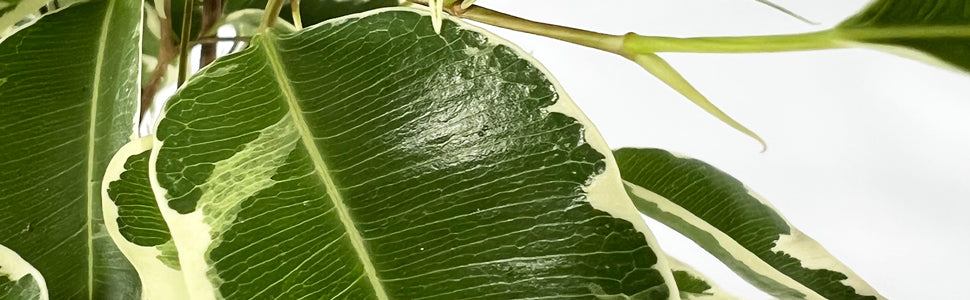 Plant Bio Facts background image