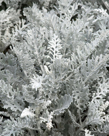 Cineraria Maritima Silver Dust Plants - 6 pack Garden Ready Bedding Plants