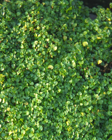 Corsican Mint Plant in a 13cm pot Garden Ready Herb Plant
