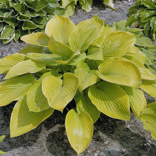 ad6d13c5-44eb-463e-b6e0-