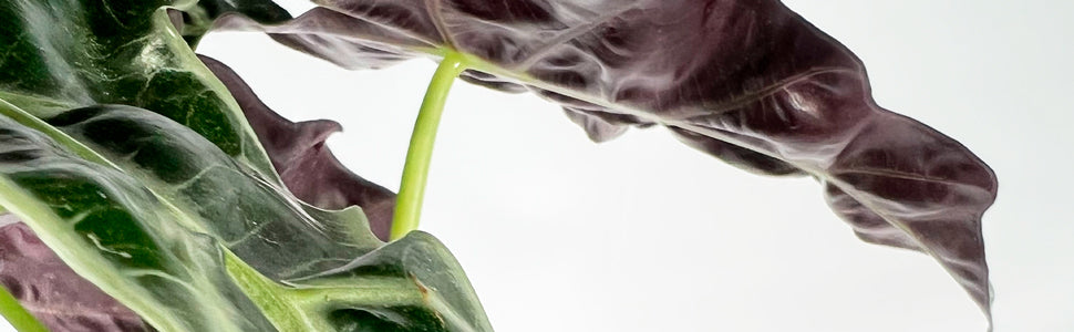 Plant Bio Facts background image