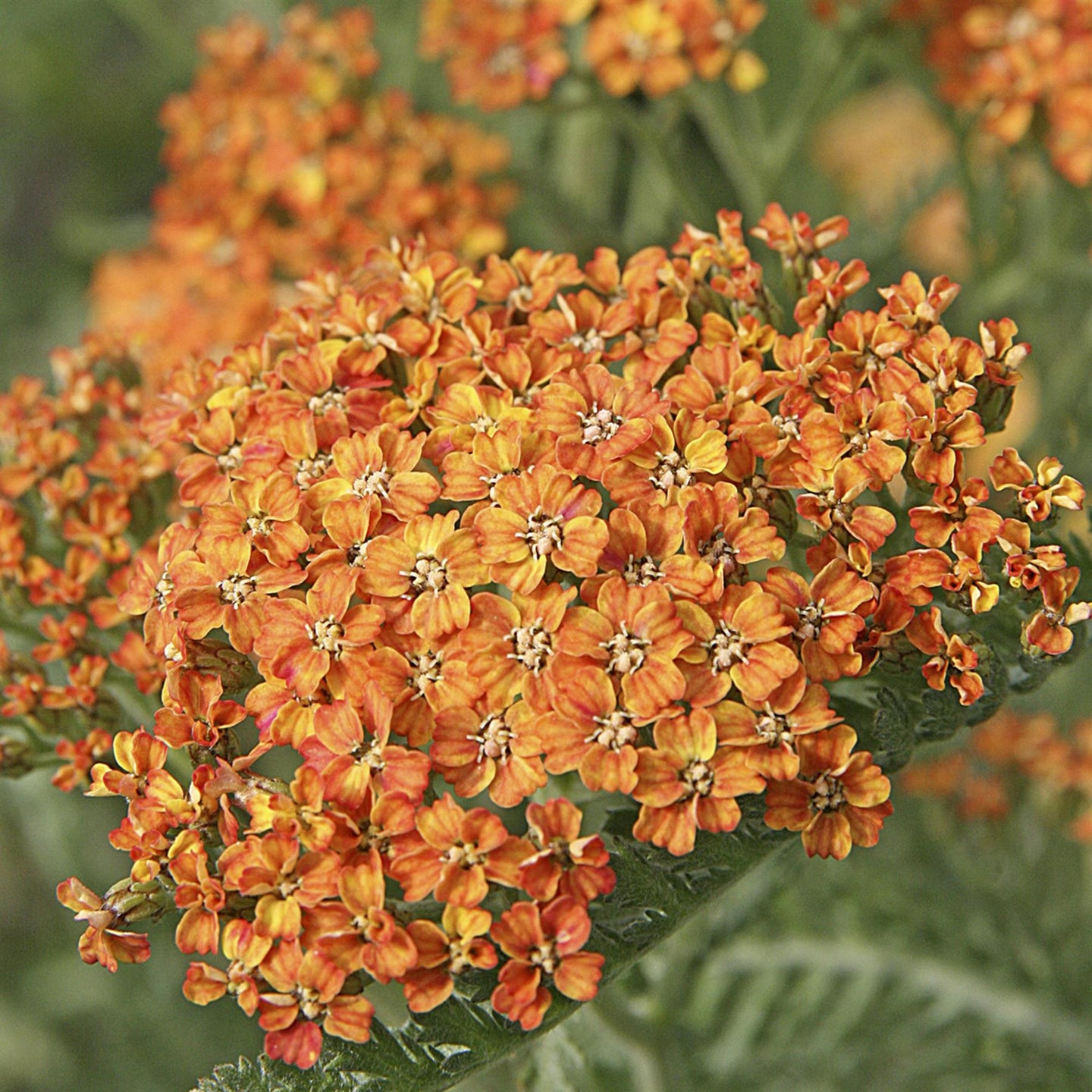 Plant Bio Facts background image