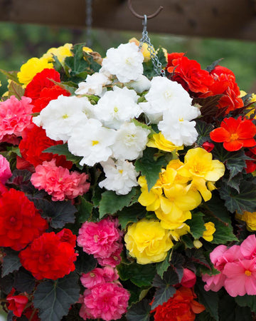 Begonia Plants Nonstop Mixed Colours - 6 Pack Bedding Plants