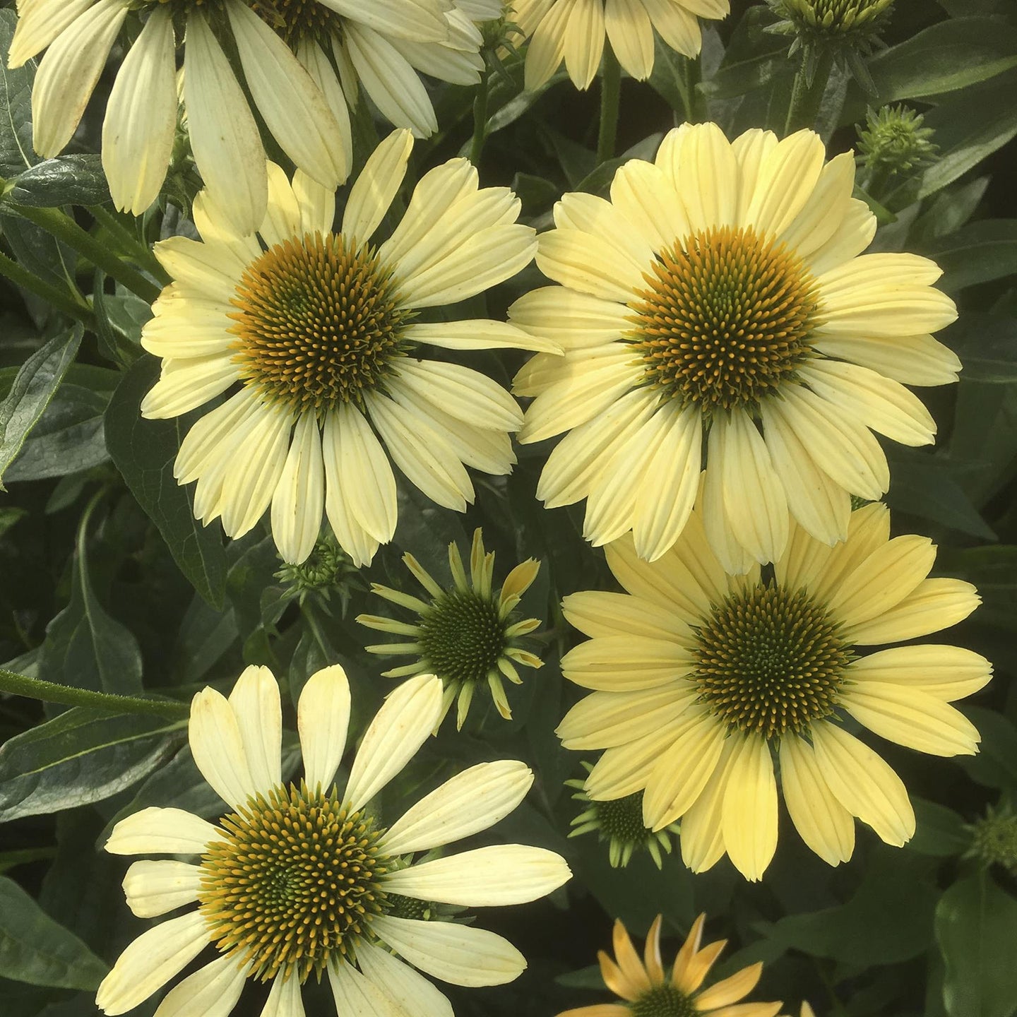 Plant Bio Facts background image