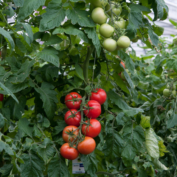 Tomato Plant Shirley in 3 x 9cm Pots