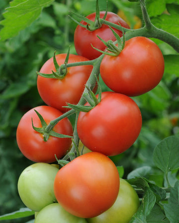 Tomato Plant Moneymaker in 3 x 9cm pots - Garden Ready to Plant