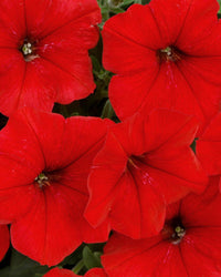 Petunia Red Bedding Plants - 6 Pack Garden Ready Plants