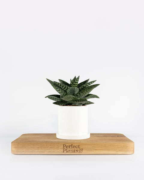 Barbados Aloe | Tiki Zilla