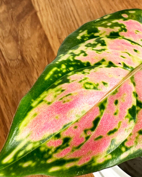 Chinese Evergreen | Zircon Red