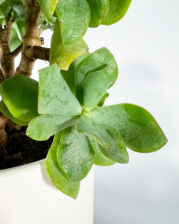 Jade Plant (Undilatifolia)