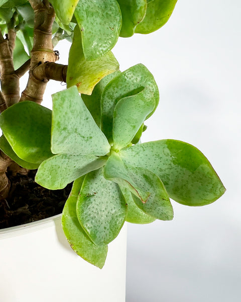 jade plant deformed leaves Jade Plant (Undilatifolia)