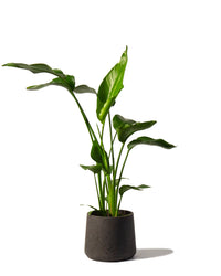 Bird of Paradise (Nicolai)