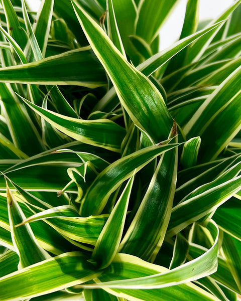 chlorophytum ocean zebra plant Spider Plant Ocean