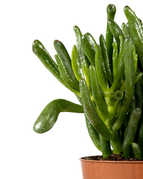 horn tree succulent Money Tree | Ovata Horn Tree