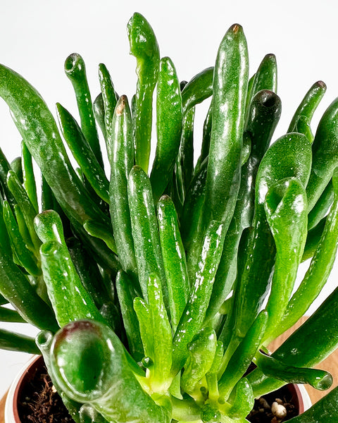 devil's horn succulent Money Tree | Ovata Horn Tree