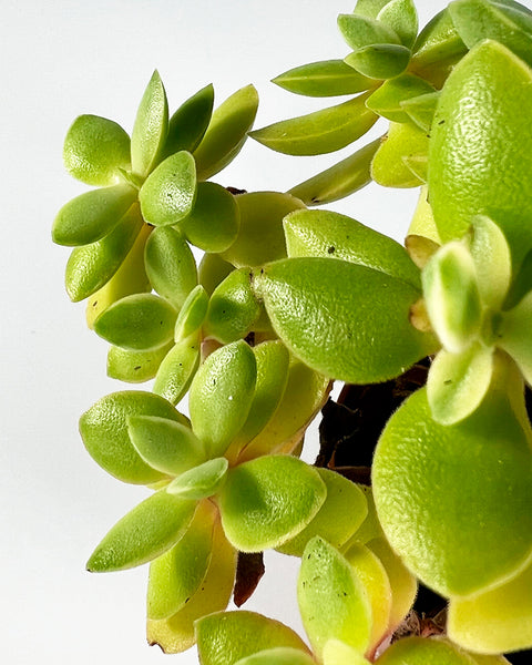 kinds of money maker plants Jade Plant