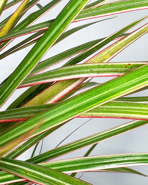 Dragon Tree | Bicolour Twin Stem