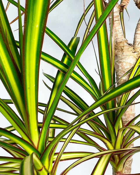 Dragon Tree | Sunray