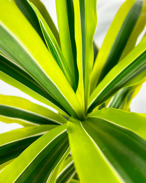 dracaena yellow stripe Dragon Tree | Yellow Coast
