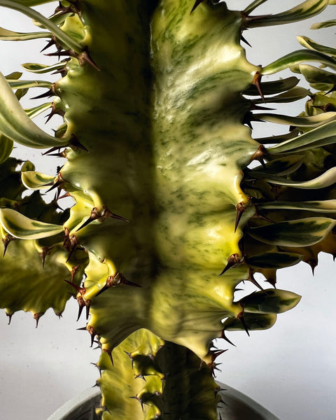 Euphorbia Erytrea XL | Cactus online kopen Euphorbia Erytrea XL | Cactus online kopen