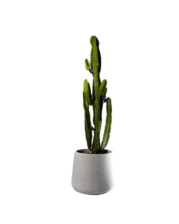 Euphorbia acruensis cactus