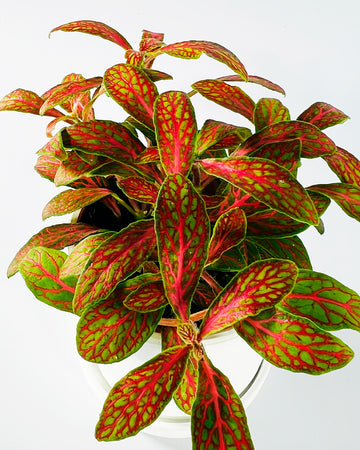 Mosaic Plant - Red Forest Flame