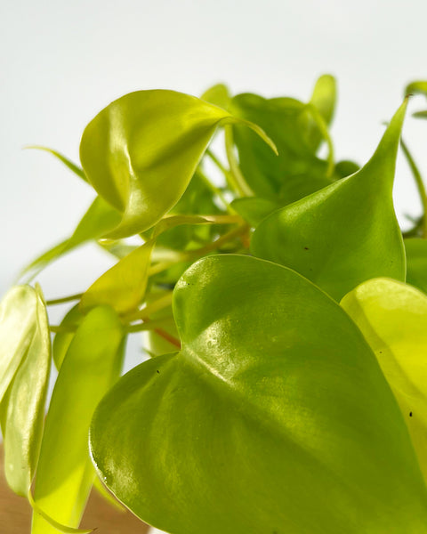 micans lime philodendron Philodendron