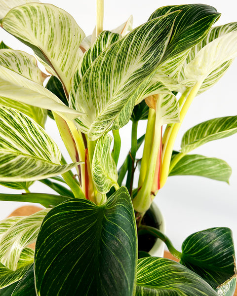 philodendron white measure Philodendron