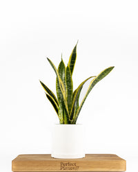 Snake Plant (Laurentii)